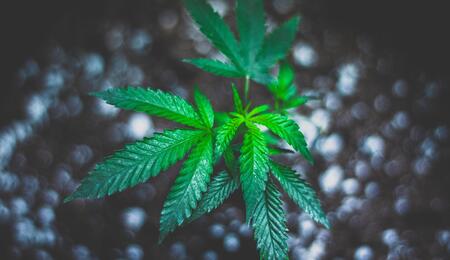 marijuana plant homegrowing laws.