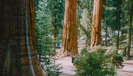 More than 2,000 of illegally planted cannabis plants were removed from California’s Sequoia national park. Park rangers detailed site damage in a report. 