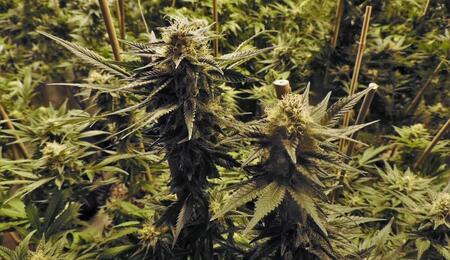 CO2: floración y vegetativo en el cannabis.