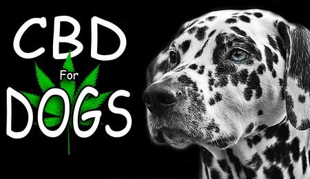 Benefits of CBD dog treats