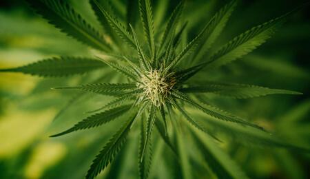 medical cannabis flower. 