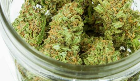 Medical cannabis curing in a jar. 