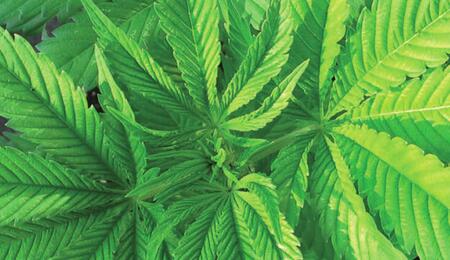 Highlife is al 24 jaar hét blad voor cannabisminnend Nederland.