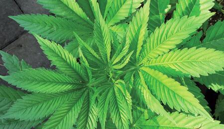 Medicinaal Cannabis Nieuws - Normaliseer cannabis