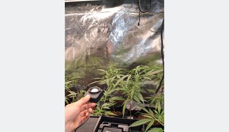 Cultivador utilizando un luxómetro a la altura de la canopia de las marihuanas