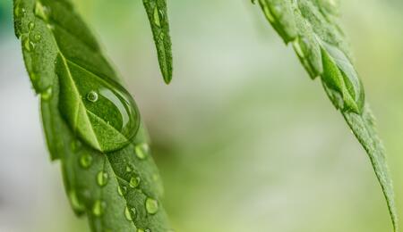 Sistema de riego por goteo para cultivo de cannabis en exterior.