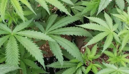 8 problemas para evitar en el cultivo de marihuana.