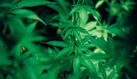 cannabis plantations.