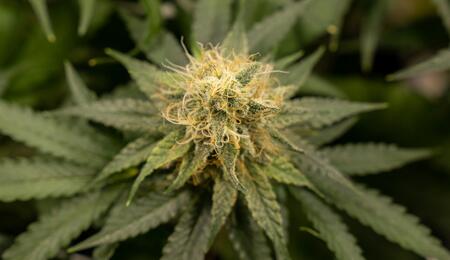 ¿Cómo incorporar micronutrientes al cultivo cannábico?