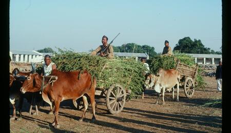 militares indios transportando ganja en la india en 1981 |
