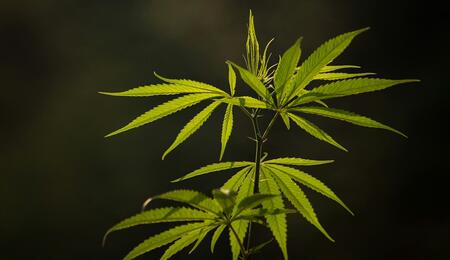 Una planta de cannabis en fase de crecimiento donde se aprecia su estructura botánica. La imagen sirve para ilustrar la clasificación de McPartland y Small entre las variedades de hoja estrecha (NLD) y hoja ancha (BLD) según su origen geográfico y evolución.