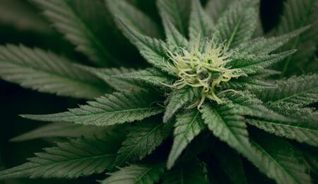 Learn how beneficial mycorrhizal fungi, carbohydrate supplements, and rock phosphate work together to support cannabis roots, microbial life and healthy growth.
