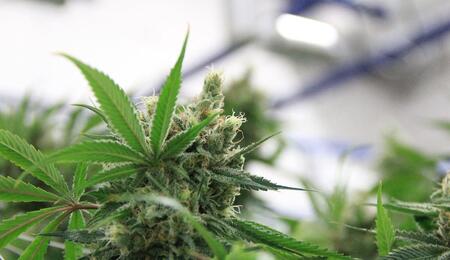 Despite initiatives on medical cannabis being passed on the ballot in the last elections in Nebraska, state regulators failed to agree on a bill.