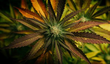 New bill will reform the criminal code and modernize cannabis laws in the Czech Republic, making it legal to grow 3 marijuana plants or owning 100 grams of weed at home.