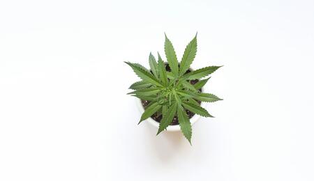 Microcultivo-de-cannabis