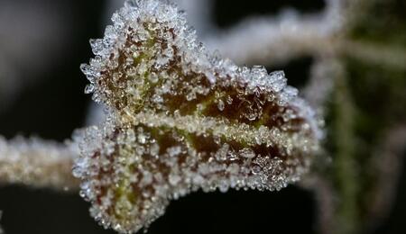Winter is the perfect time for cannabis growers to plan the next season. Learn how to choose strains, prepare grow sites, start clones and maintain indoor crop.