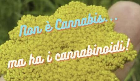 non-cannabis-cannabinoidi-ombrello