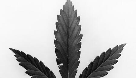 canna leaf
