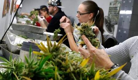 Calgary prepares for future with legalized marijuana