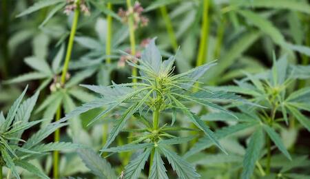 Organic vs chemical cannabis nutrients explained. Learn more how each works, their pros and cons, and when to use both for better plant health and yields.