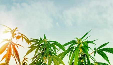 cannabis outdoor plantation.
