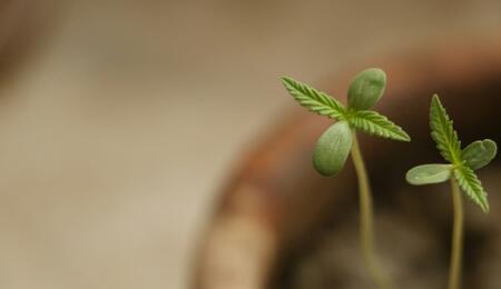 Start strong your outdoor cannabis season. Learn the protocol for hardening off seedlings, prevent damping off, and protect young plants from spring UV spikes.