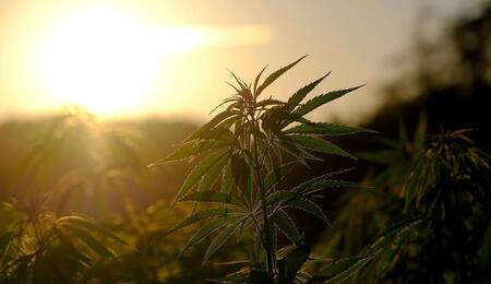 outdoor cannabis farm, guerrilla growing.