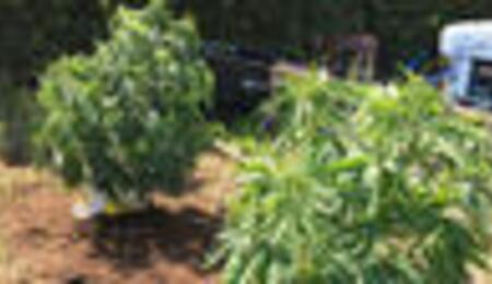 Stoney Tark’s Top Tips on Growing Cannabis