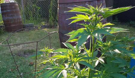 Starting A Cannabis Grow Outdoors  (Part 2)