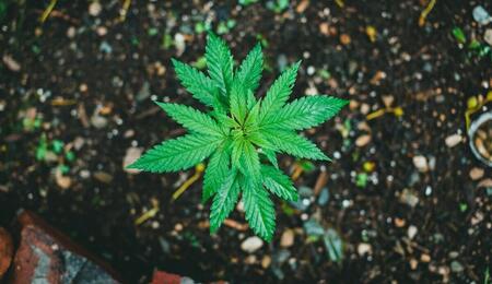 Outdoor marijuana growing guide from scratch 2025 - Soft Secrets