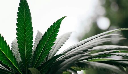 Learn how passive irrigation systems work, from simple wick setups to gravity-fed systems, and explore their benefits, costs, and potential drawbacks.