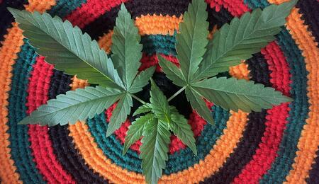 Die 8 besten CBD-Shops in Deutschland