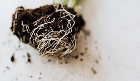 close up of plant roots.