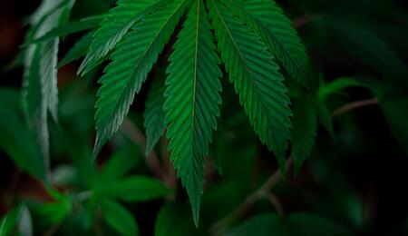 12 Kilo Cannabis: In Spanien geringe Menge?