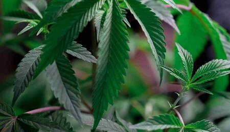 El cannabis, la marihuana y el cáñamo son la misma planta.