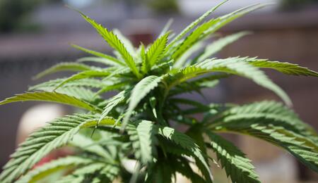 Learn how to germinate cannabis seeds with simple, step-by-step tips for strong, healthy sprouts.