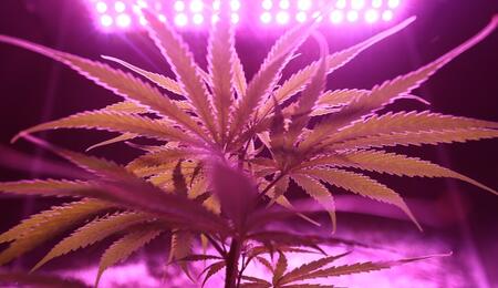 cannabis plant under LED grow light