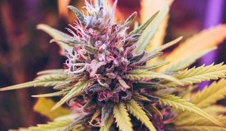 Novedades terapéuticas para 2018 - Sweet Seeds® crea su primera variedad de marihuana CBD pura