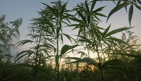 Cuidados y desarrollo de la floración en la marihuana