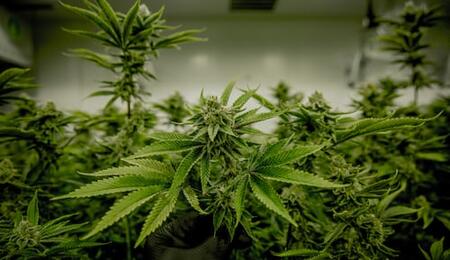 Cultivo de automáticas de cannabis en exterior: cuidados