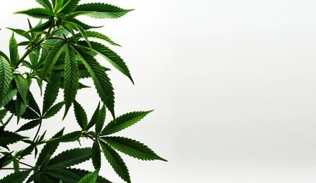 Football shirt sponsor denies cannabis linked 