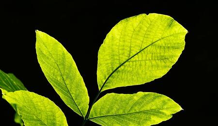 Discover the fundamentals of photosynthesis — how plants turn light, water and CO₂ into oxygen and carbohydrates, and why this process matters for plant growth.