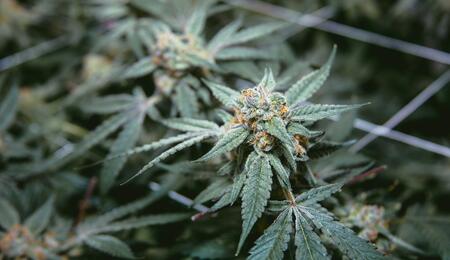 Tips contra plagas en el cultivo de cannabis.