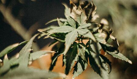 Mielada, orugas y otras plagas en el cannabis.