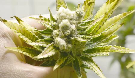 planta albina de marihuana