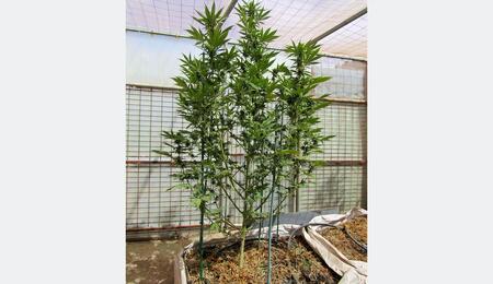 Planta de marihuana Mendo Breath de dos metros en floración con sustrato biológico vivo