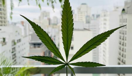 Hoja de marihuana en balcon 
