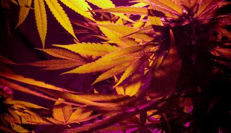 Plantas de marihuana creciendo en interior, cultivo casero bajo luz artificial