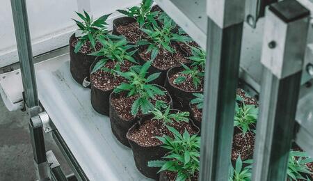 ¿Por que y cómo aislar clones marihuana?