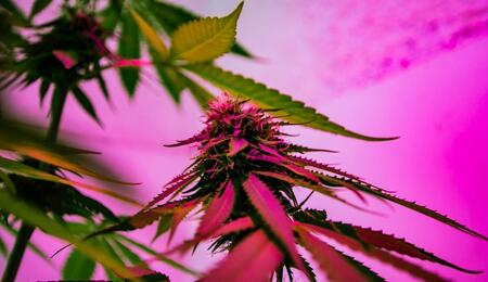 Expert advice on how to proceed with watering cannabis plants before harvest, and how to control the grow room during drying.